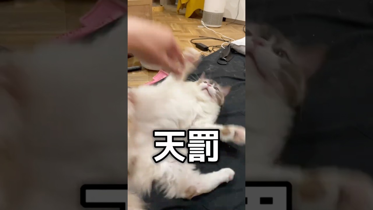 やんちゃすぎるラグドールに天罰が...