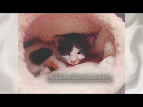 保護ねこをむかえて一日目なのにぐっすりスヤァ……【ぴえきーちねこ。】