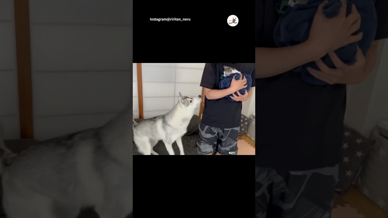 保護された子猫とテンションMAXハスキーが…｜PECO #shorts