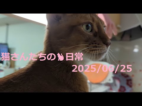 2025/06/25 猫さんたちの🐈日常😊  #ねこ #cat #猫 #बिल्ली  #マンチカン #アビシニアン #短足マンチカン #短足 #cute #abyssinian