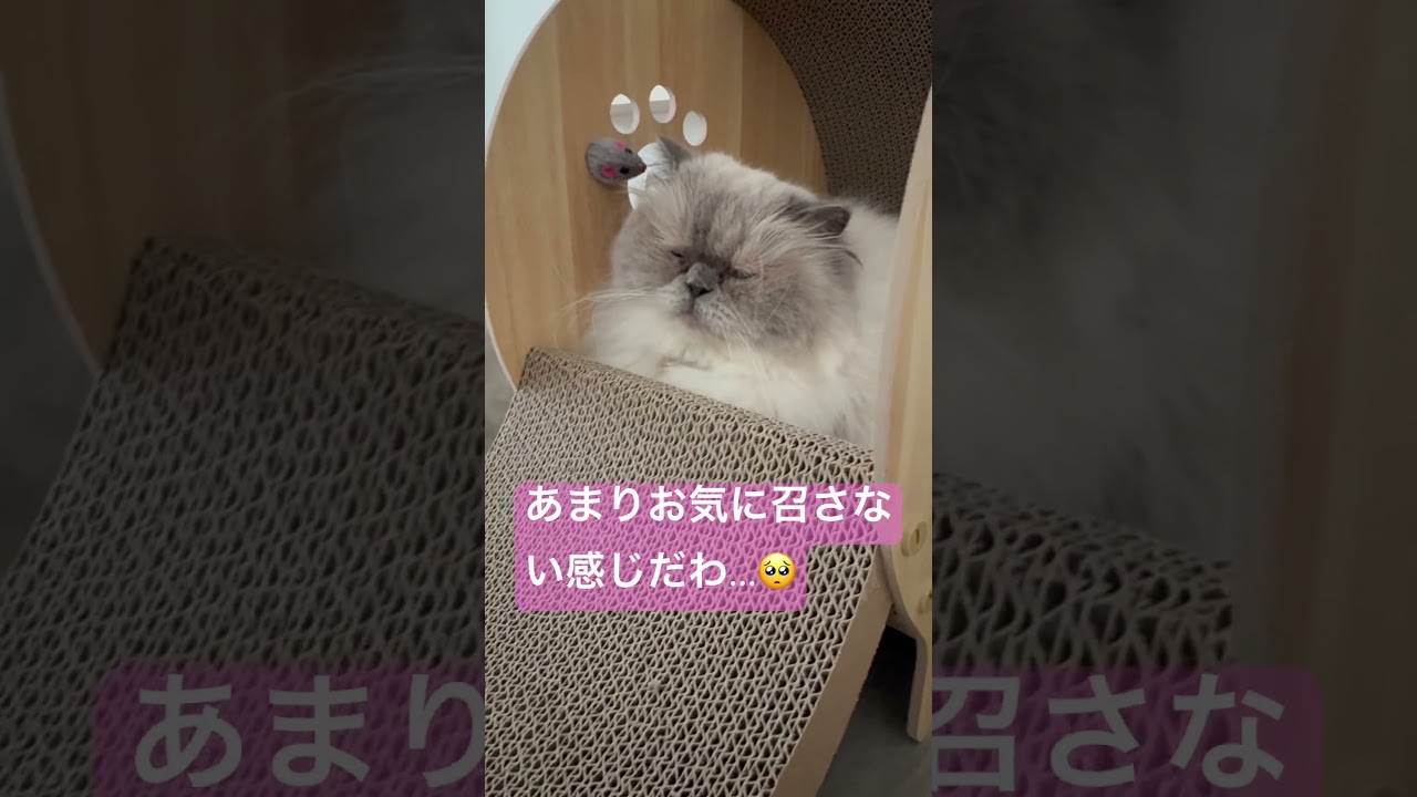 うちのお嬢様ヒマラヤンのマーベル🐈🐾)お気に召さないっぽいわ…🥺 #cat #cute #funny #元気になる動画 #猫のいる暮らし #元気お届け #猫好きさんと繋がりたい #shorts