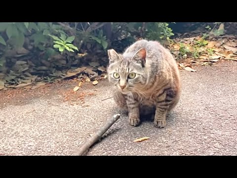 動くものが気になるがふと我に返って毛繕いで気を紛らすキジトラ