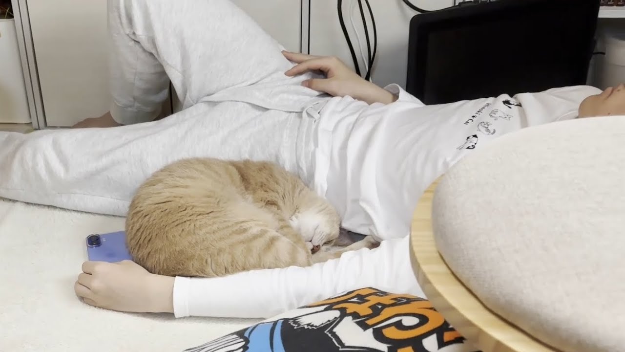 子猫がいなくなって急に静かな生活に戻った猫