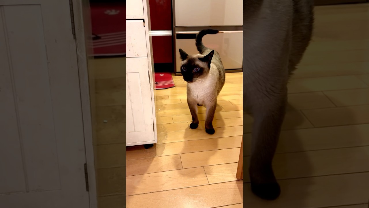 なんだか激しくご飯待ちをするたぬき猫とさりげなく一緒にご飯をもらうシンガプーラなのにゃ♪ #cat #シンガプーラ #トンキニーズ#たぬき猫#singapura#tonkinese