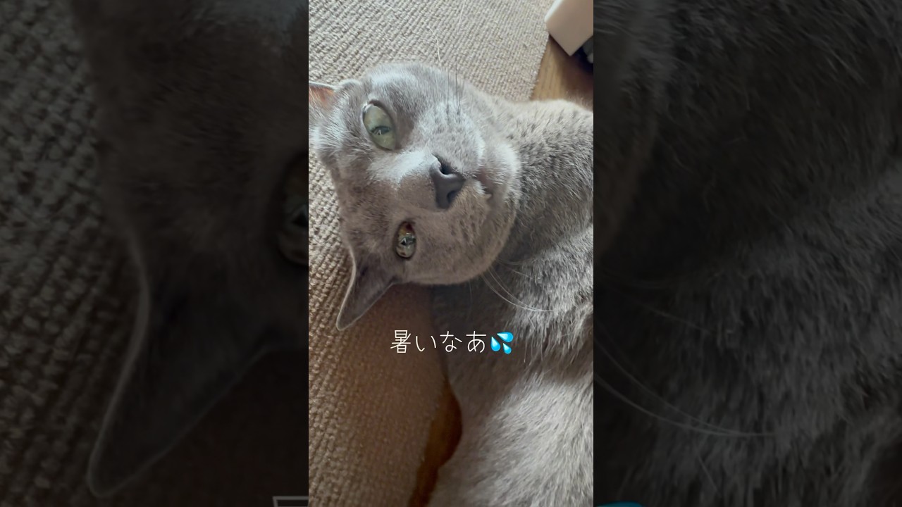 【ロシアンブルー】めろん🍈冷たい場所選んでるのかな😯【猫】#shorts