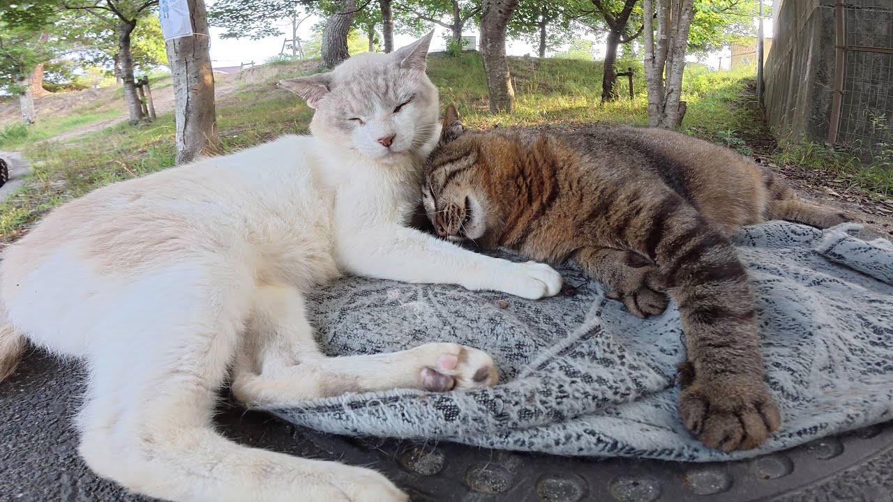 仲良しのシャム猫とキジ猫コンビは暑くてもくっついて眠りたい？