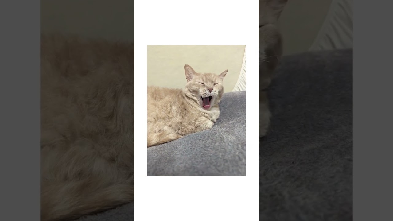 【ぽっちゃん家】うららさん vol.20　#猫 #funny  #cat #shorts