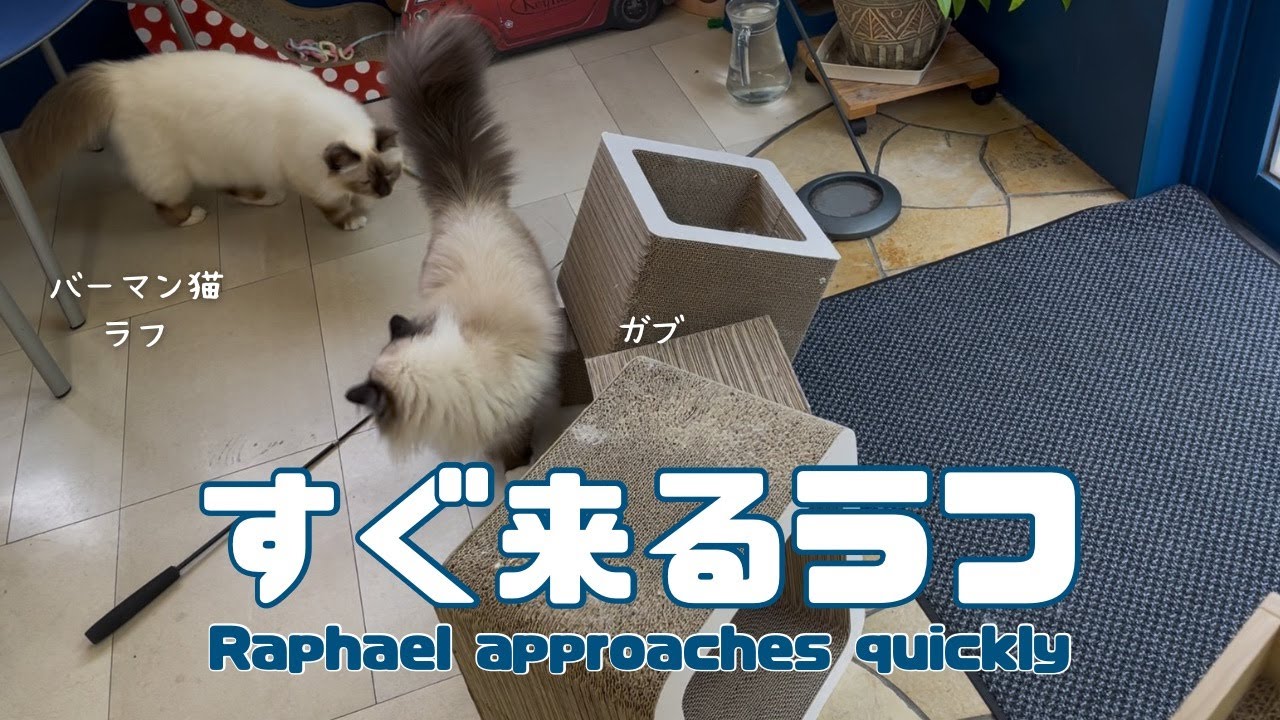 バーマン猫ラフとガブ【すぐ来るラフ】Raphael approaches quickly（バーマン猫）Birman/Cat