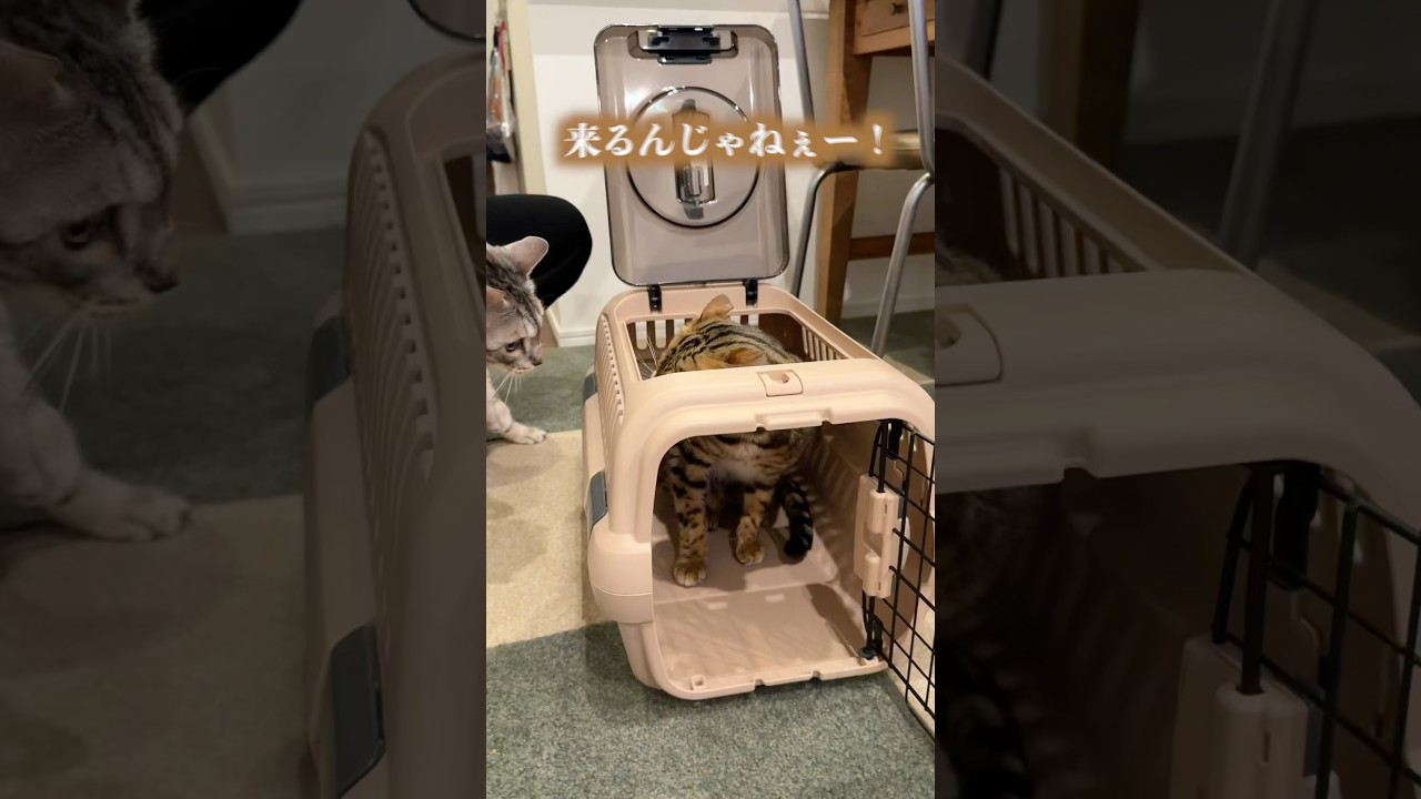 病院に連れていったら全てを信じられなくなった猫 #ルトロゼ #ベンガル #cat