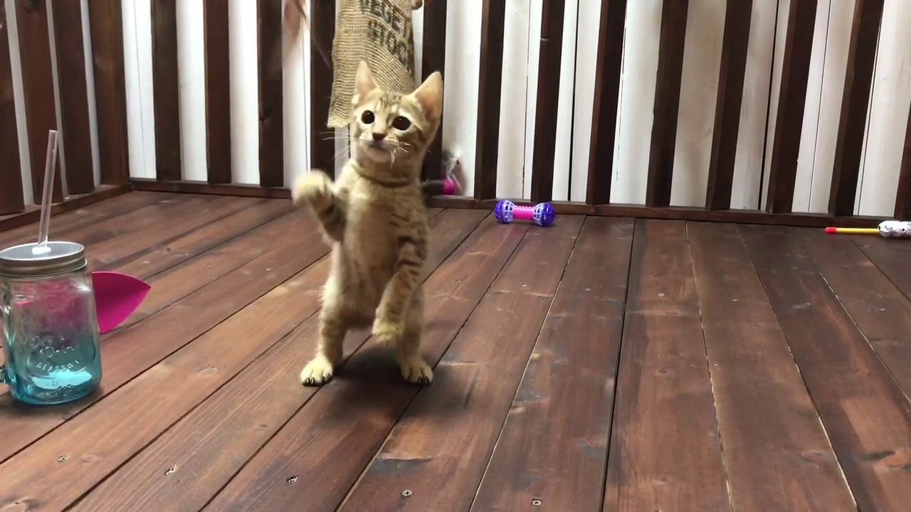 【ナナハチ’s ROOM】オシキャット☆チョコレートスポッテッドの女の子 20180922