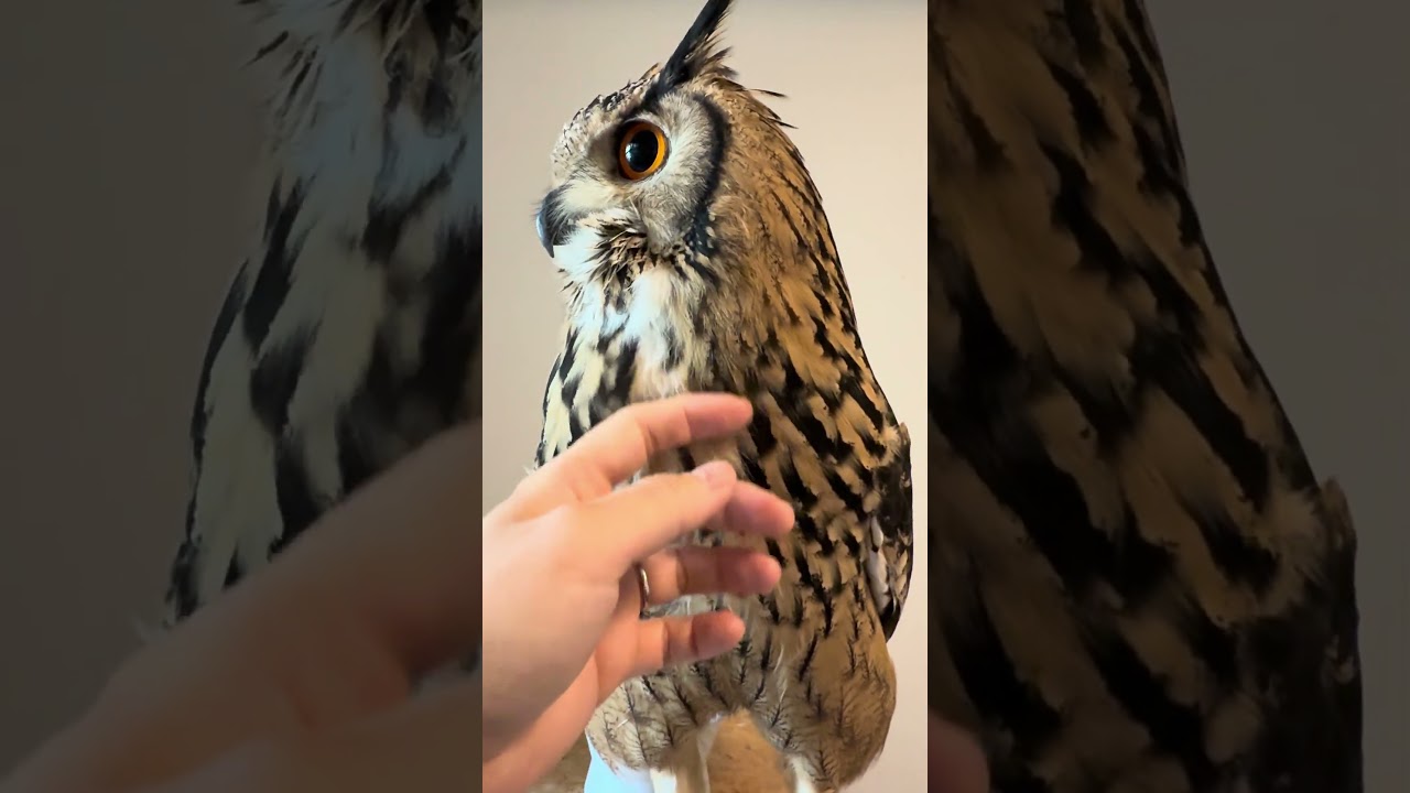 本日のふー Foo of the day 【ベンガルワシミミズク】 #owl #フクロウ #birds #animals #cute #wildlife #cat #pets