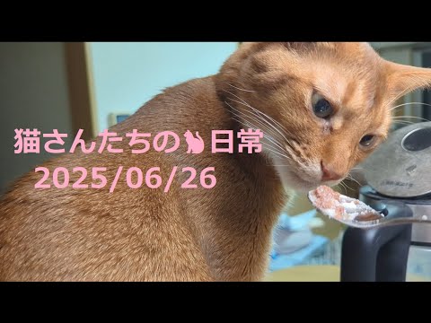2025/06/26 猫さんたちの🐈日常😊  #ねこ #cat #猫 #बिल्ली  #マンチカン #アビシニアン #短足マンチカン #短足 #cute #abyssinian