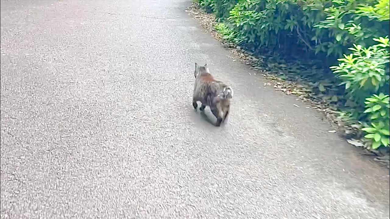 急用を思い出したふりをして小走りで走り去るキジトラ
