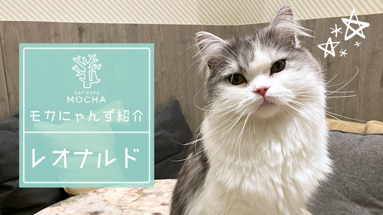 レオナルド（ラガマフィン♂）高崎店
