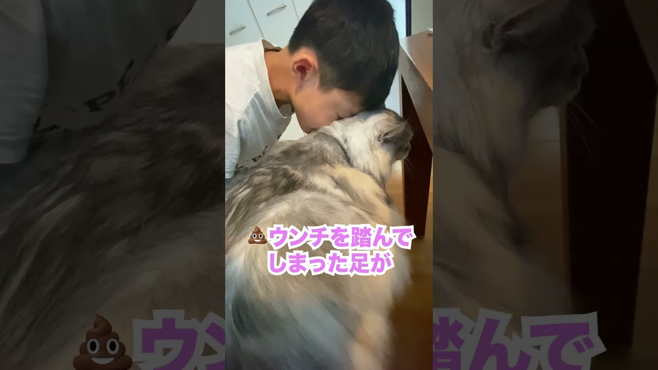 大型猫に「臭い」と言って嫌われる #メインクーン#shorts
