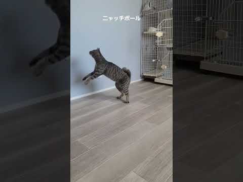ニャッチボール  #ソマリ #キジトラ #保護猫 #しぴこめ #しぴこめしゃんねる #ねこ #腎不全 #腎臓病 #尿路結石 #ソマリレッド #猫の暮らし