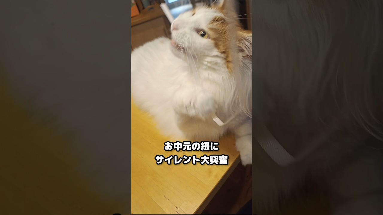 お中元の紐に大興奮のメインクーン #メインクーン #猫 #猫のいる暮らし#cat #mainecoon #catlover​  #catshorts​ #cute​ #cutecat​ #fyp​
