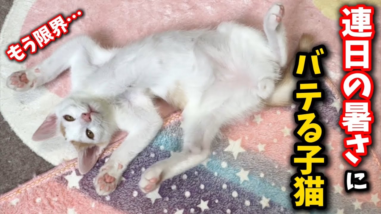 猛暑で夏バテしてる子猫を急速に冷やしてみたら…