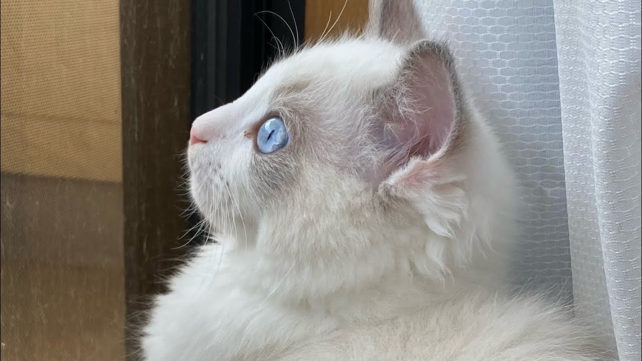 赤ちゃんから子供になったラグドールのてんちゃん