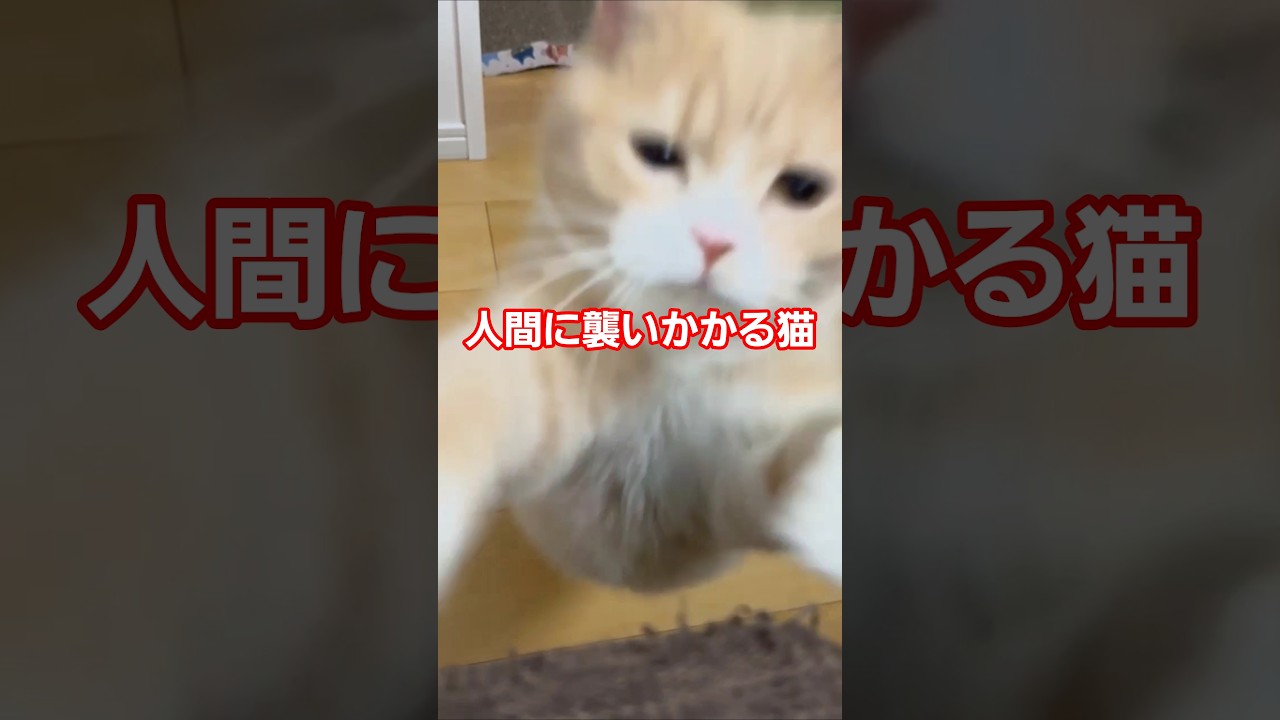 人間に襲いかかる猫が怖すぎる！#ねこ #cat #猫 #スコティッシュフォールド #scottishfold #shorts #子猫