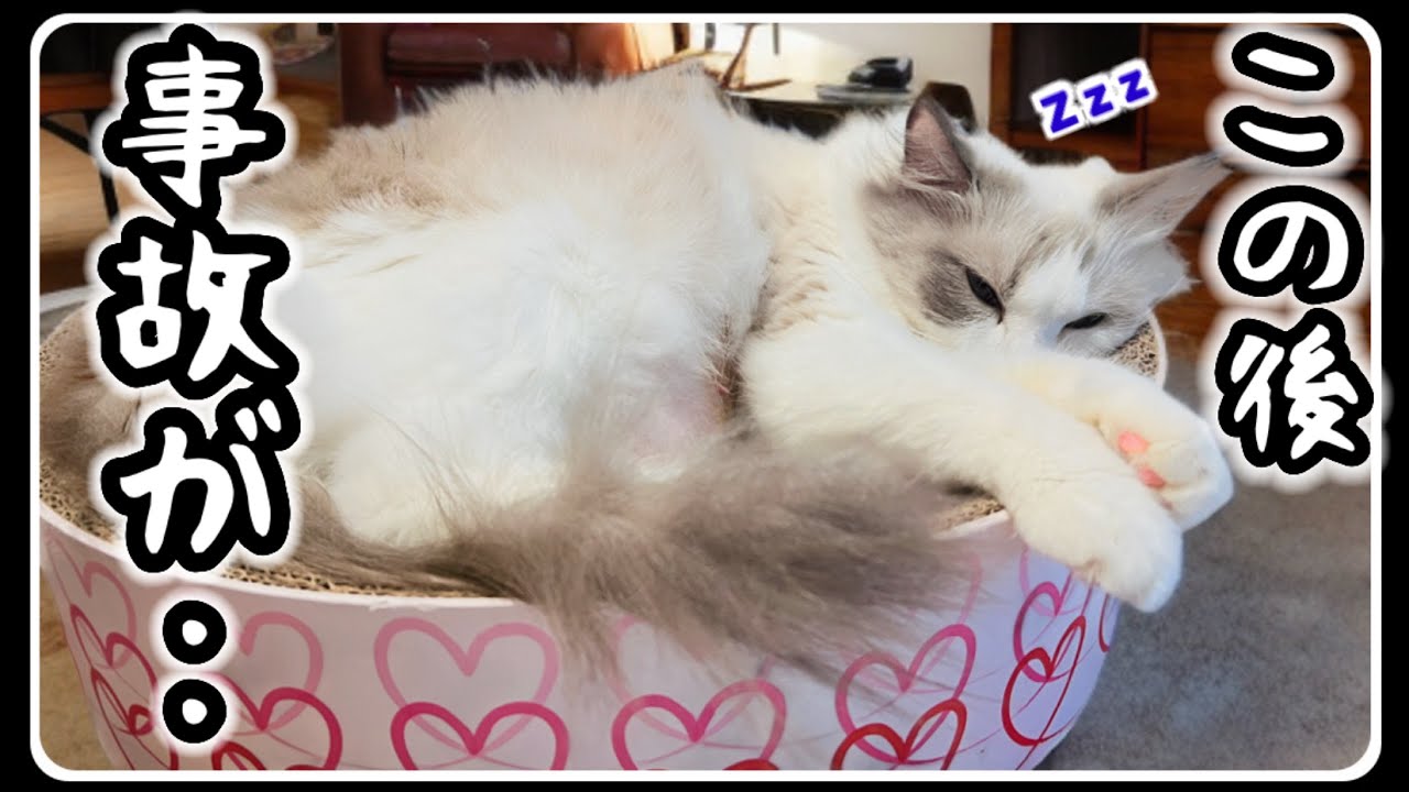 寝てたのにドッキリ！？母猫が目を覚ました衝撃音の正体は？【７つ子子猫日記】#ラグドール #子猫