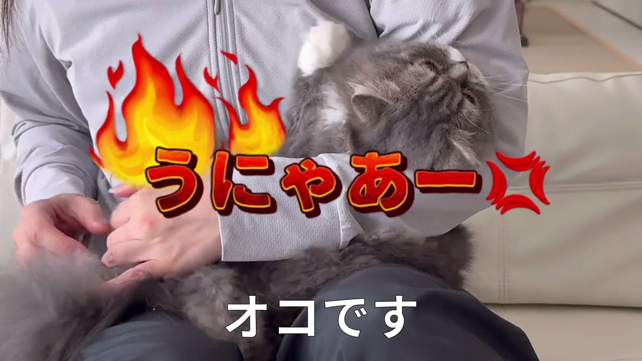 【スコティッシュフォールド】久しぶりに爪切りされて不機嫌になった猫にご褒美で癒してみたら、、、【ぷく、もふ】