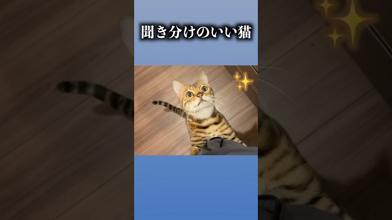 聞き分けの良いネコ　#ルトロゼ #cat #ベンガル
