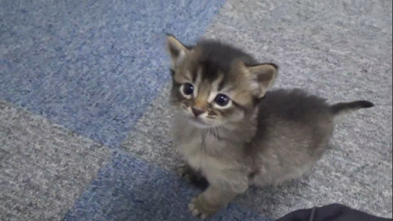 [ソマリ]　離乳中の子猫　ルディ　1