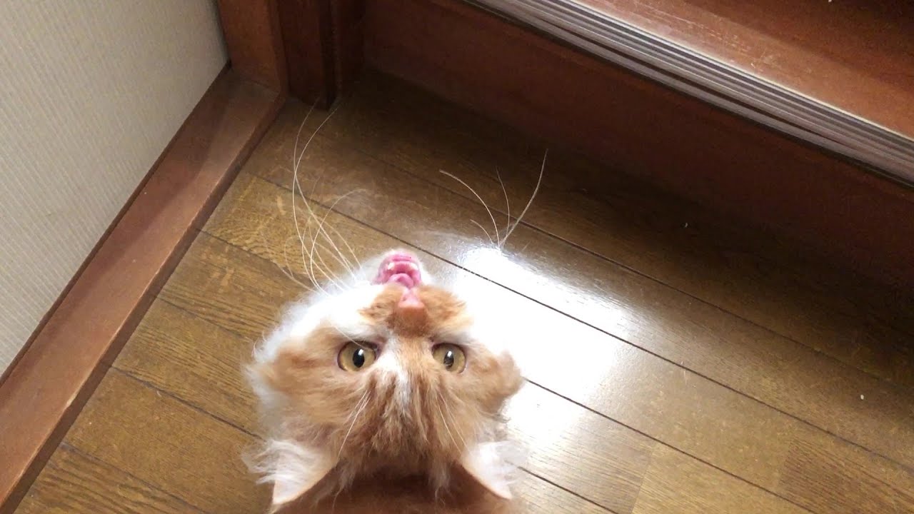 Catspiracy：The Staircase Summit｜階段独占！猫たちの陰謀会議🌞🐱😻💞❣️