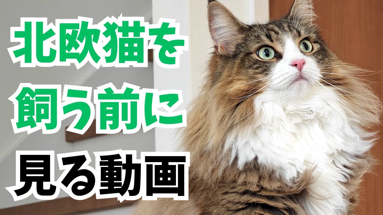 ノルウェージャンをお迎えする前に知っておきたい5つのこと
