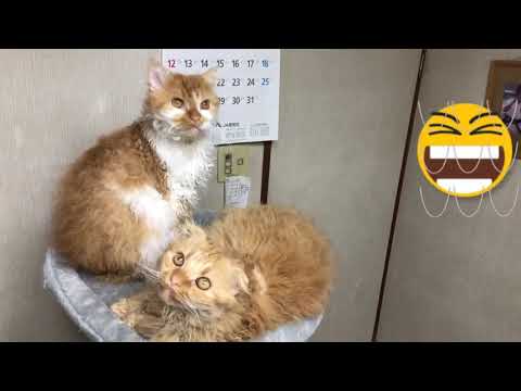 JapaneseVer「タワーで不思議な動きをするネコ」#ネコ #アメリカ #ラパーマ #クルクル #珍しい #カワイイ