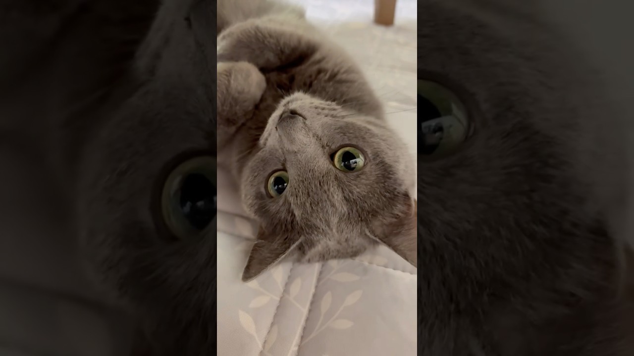 【猫ロシアンブルー】アザラシそらちゃん が現れた❤️ #shorts #russianblue #ロシアンブルー #かわいい猫 #可愛い猫