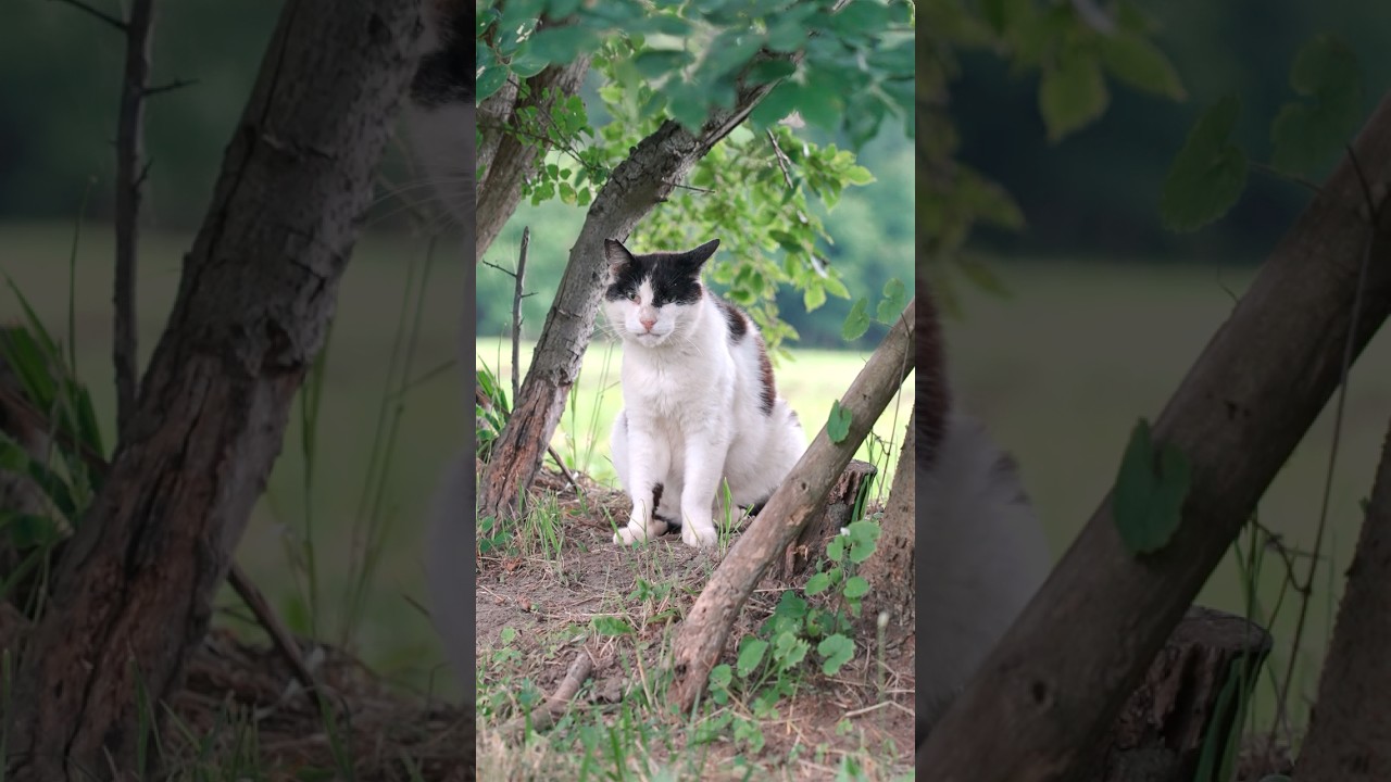早朝、ご飯を待ち続ける公園に捨てられた猫