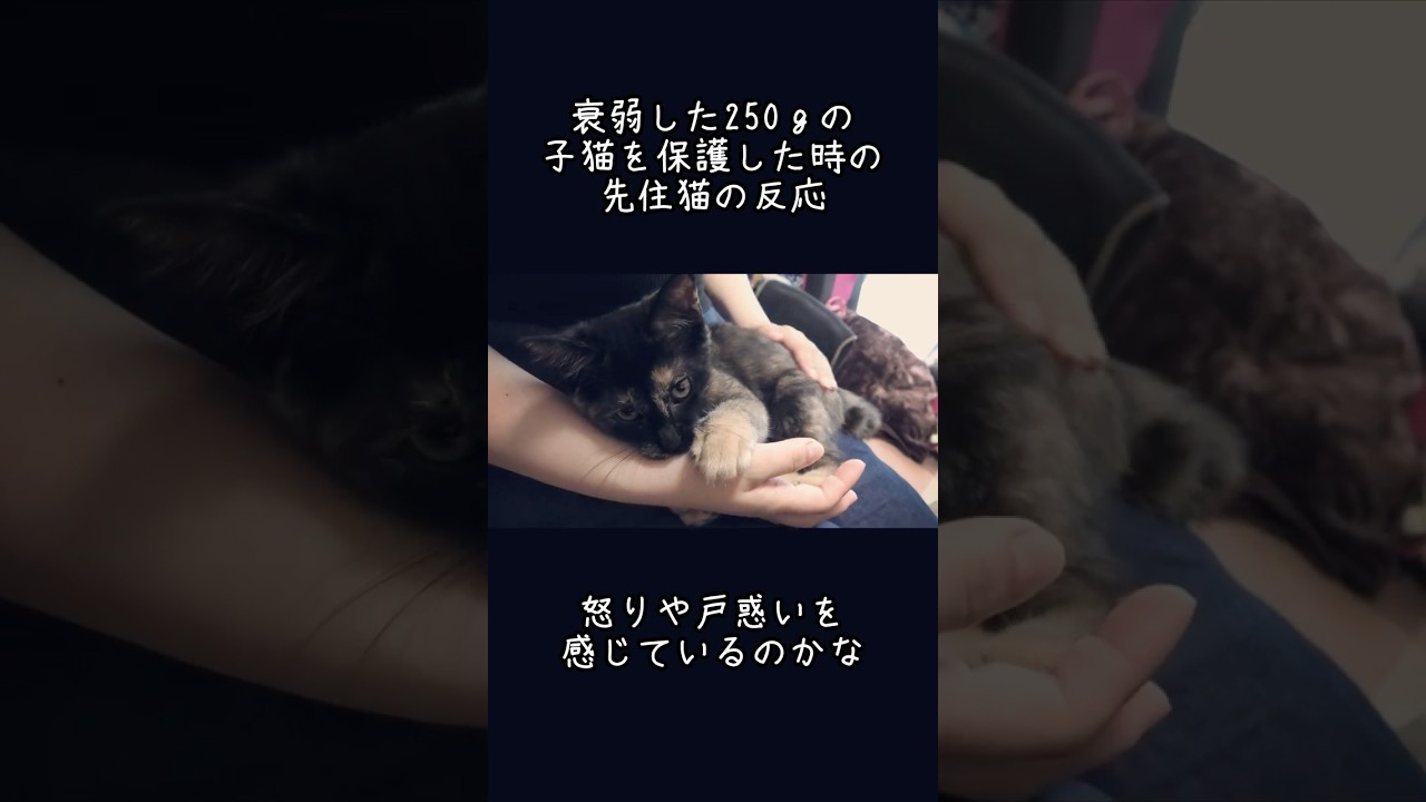 保護した子猫を受け入れたくない先住猫　 #猫動画