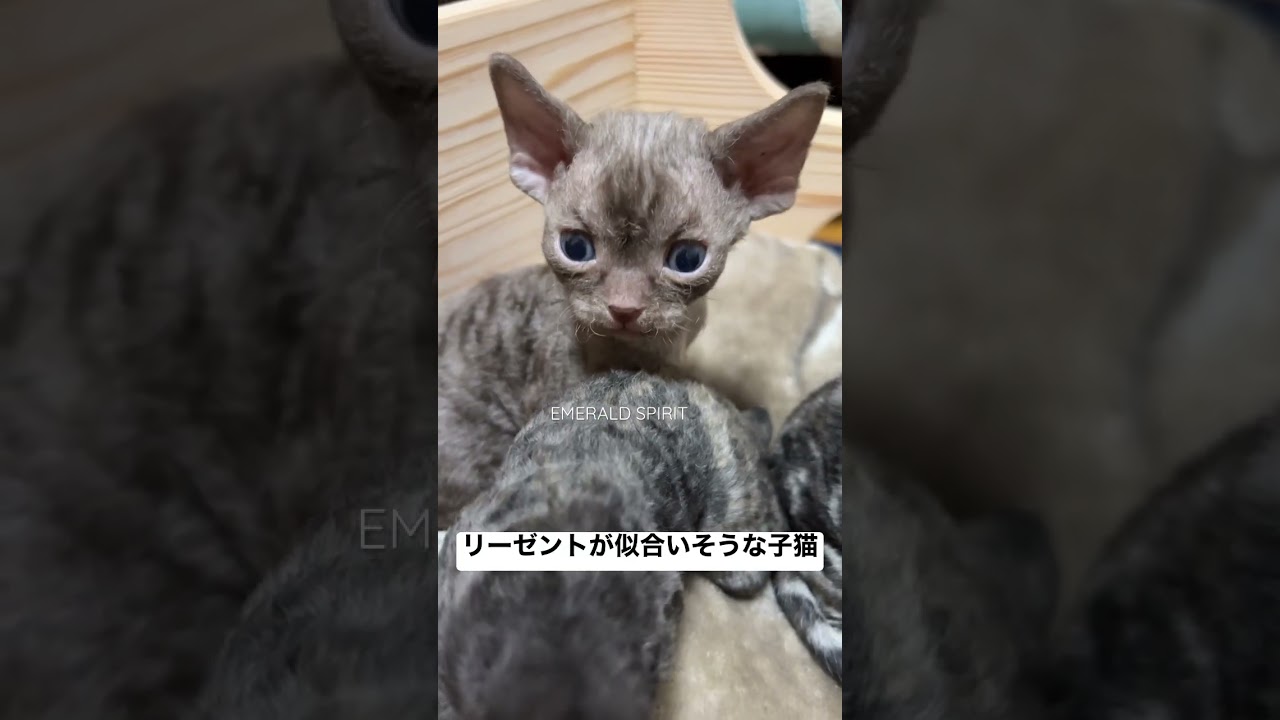 リーゼントが似合う子猫 #デボンレックス #プードルキャット #デボンレックス子猫 #devonrex #デボンレックスブリーダー #デボンレックスキャッテリー #猫 #子猫 #珍しい猫 #巻き毛