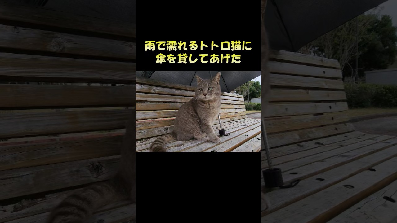 雨で濡れるトトロ猫に傘を貸してあげた #猫 #cat #ねこ