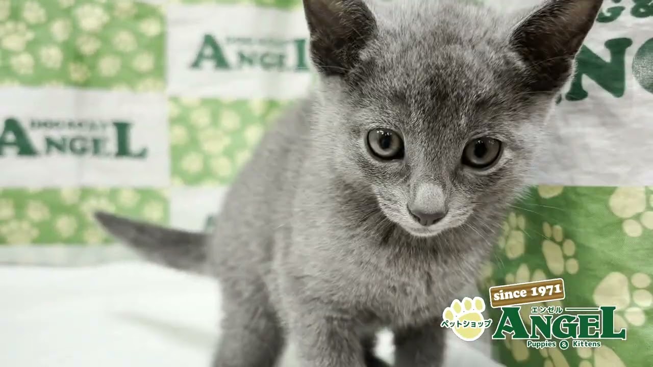 ロシアンブルー 2506157 【ペットショップエンゼル　子犬・子猫販売】
