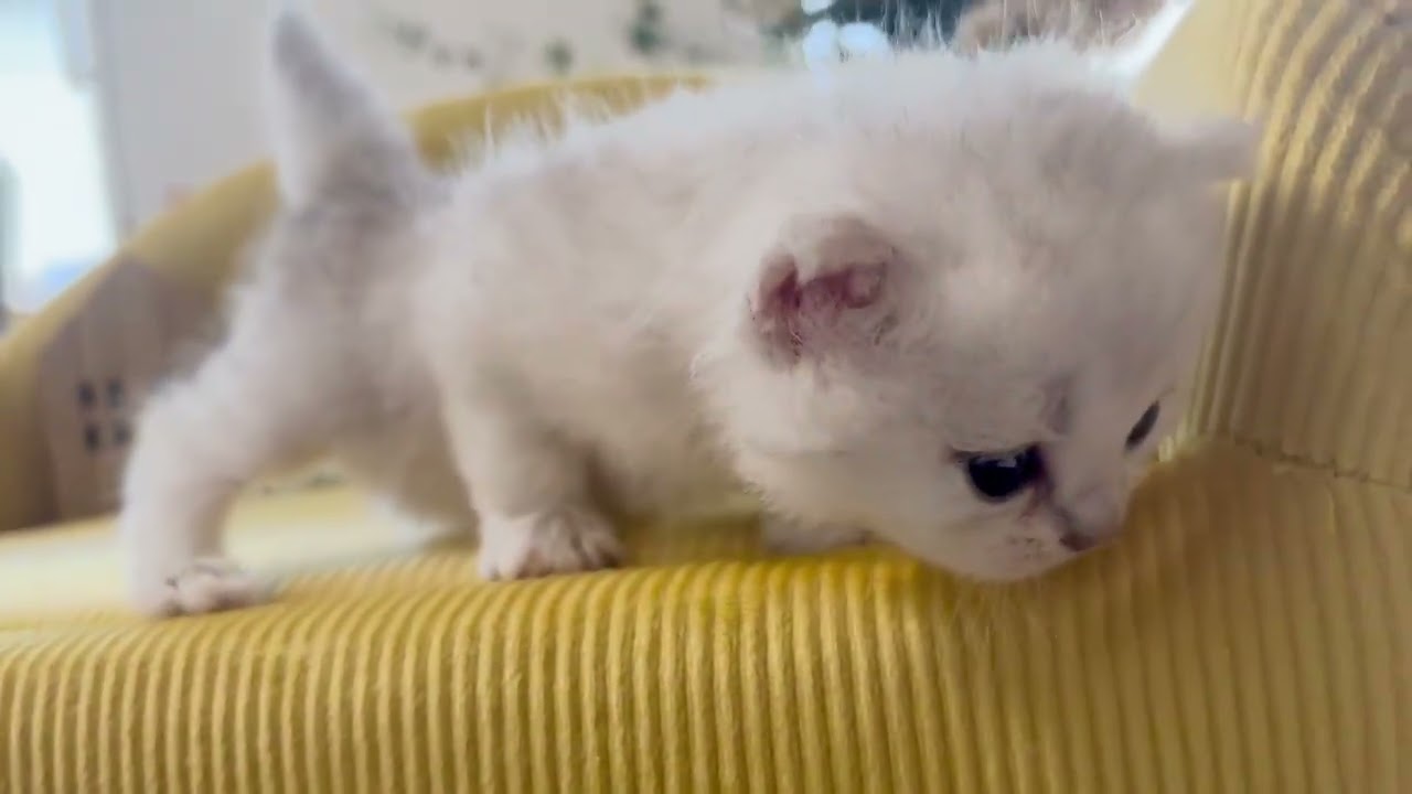 ペルシャ（チンチラ） 激かわ♡愛嬌たっぷりな男の子♪
