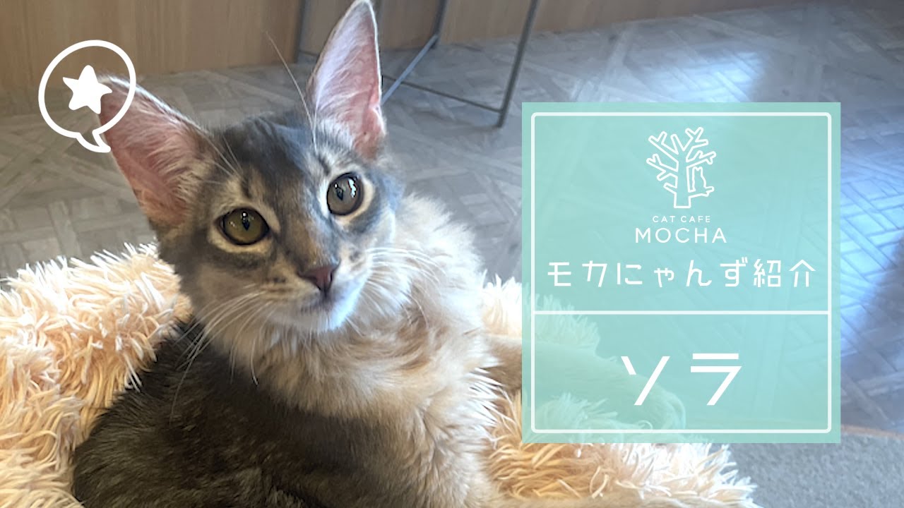 ソラ（ソマリ♂）太田店