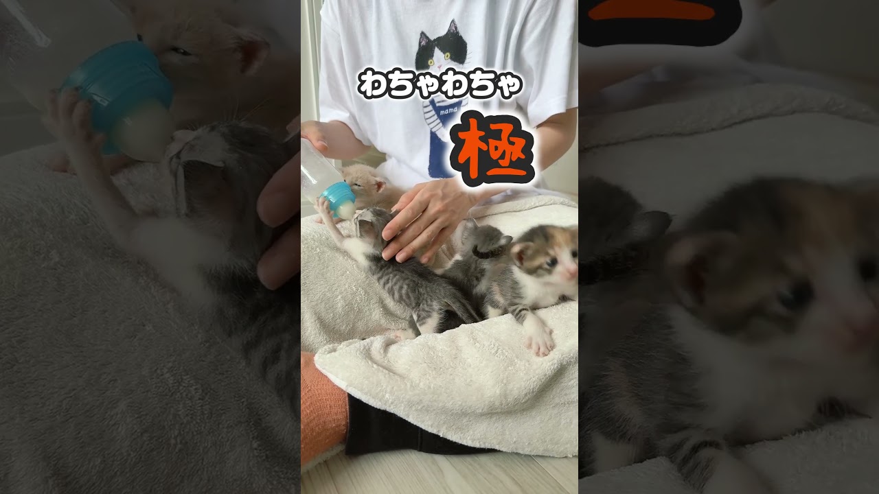 「わちゃわちゃ」子猫たちの仁義なきミルク&ママ争奪戦【保護猫生活】