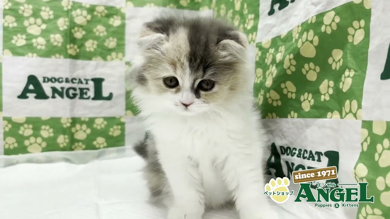 スコティッシュフォールド 2506158 【ペットショップエンゼル　子犬・子猫販売】