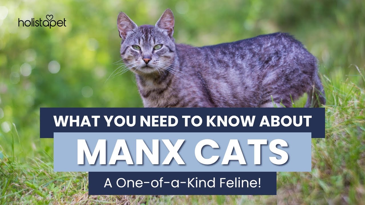 7 Fabulous Facts About the Manx Cat – You Won’t Believe #4!