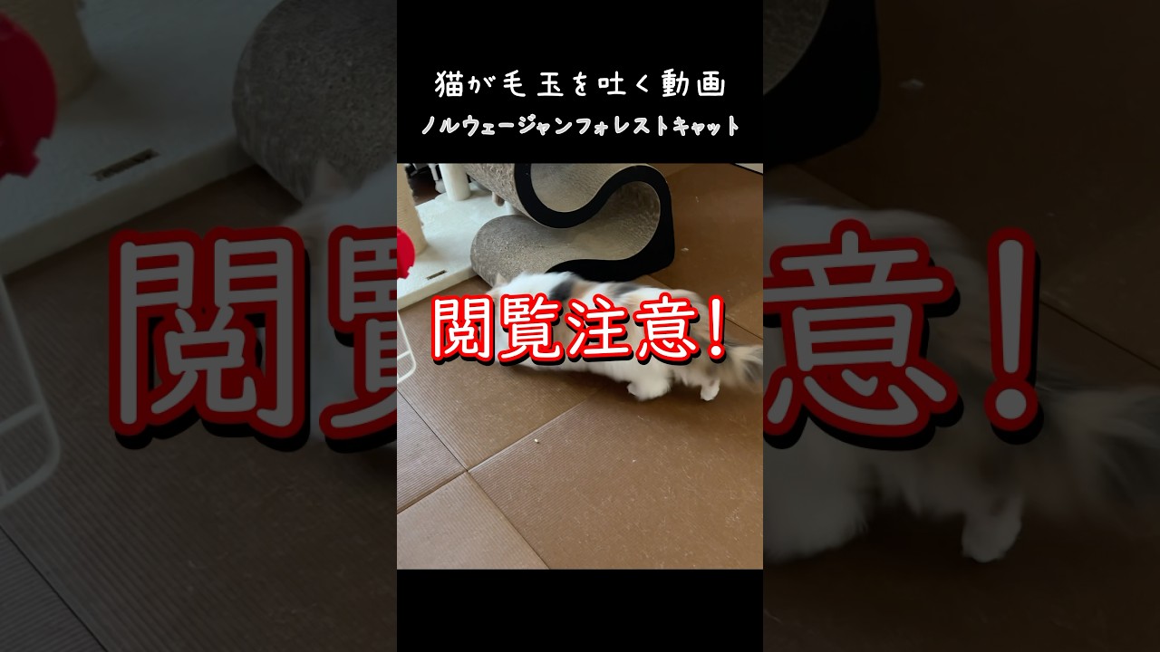 猫が毛玉を吐く動画　#ノルウェージャンフォレストキャット