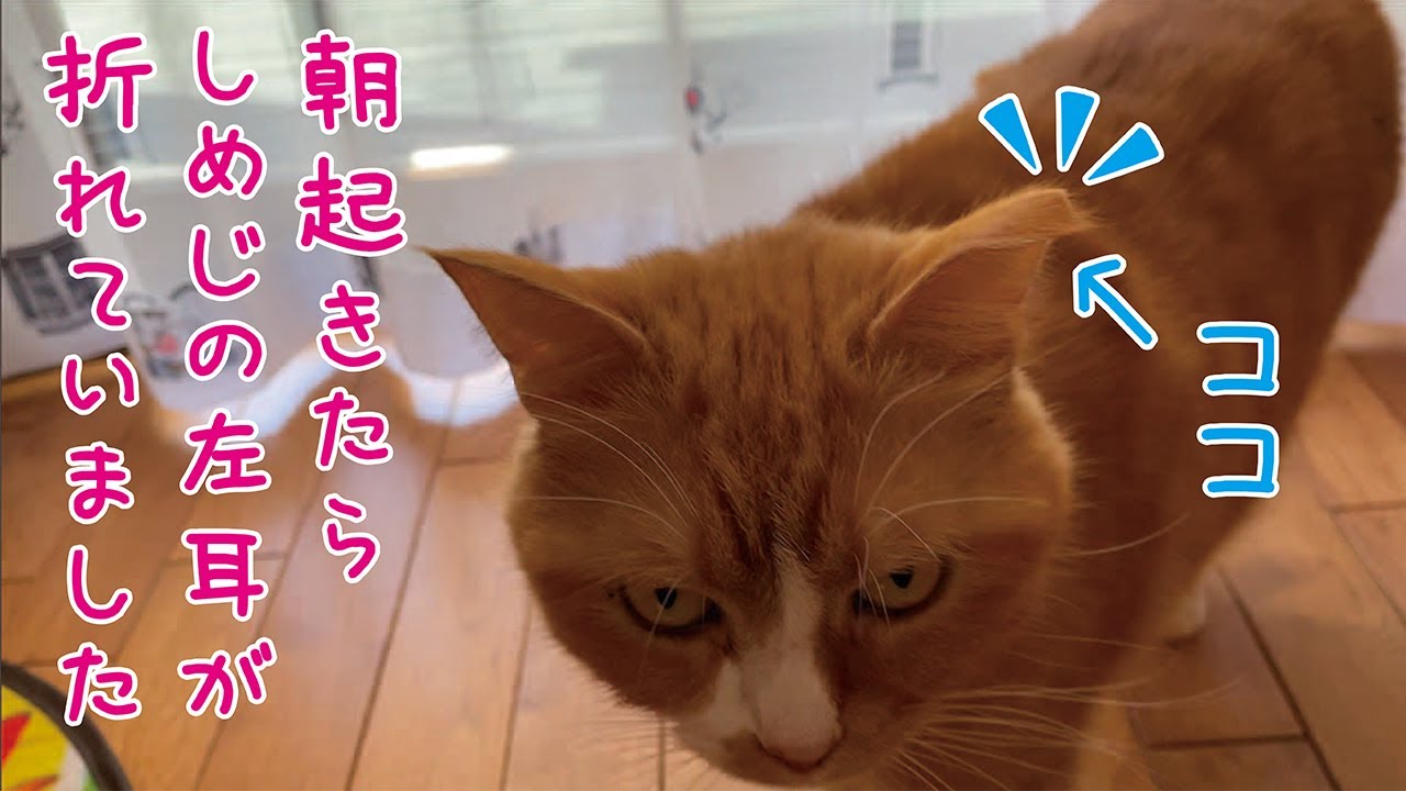 【立ち耳スコティッシュフォールド】朝起きたら、しめじの耳が折れていました