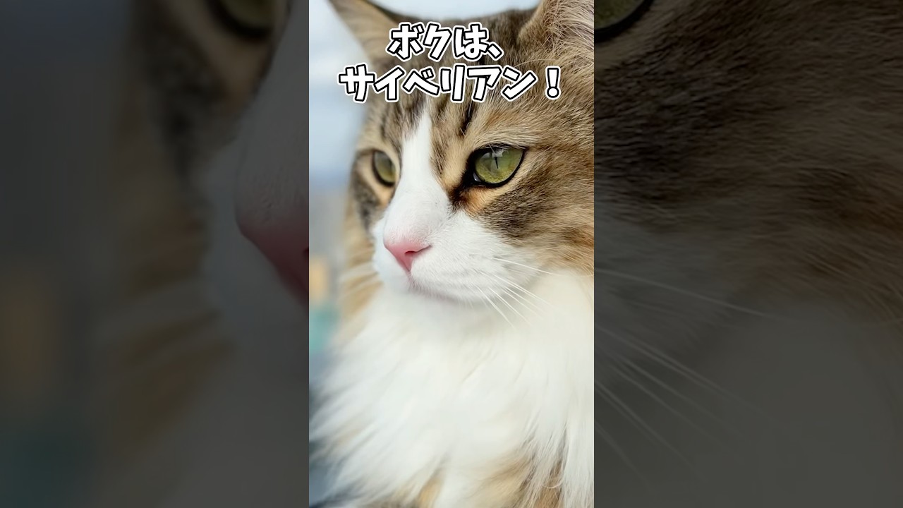 【まるで犬みたいな猫】サイベリアンの魅力を1分で解説 #cat #siberian  #Shorts