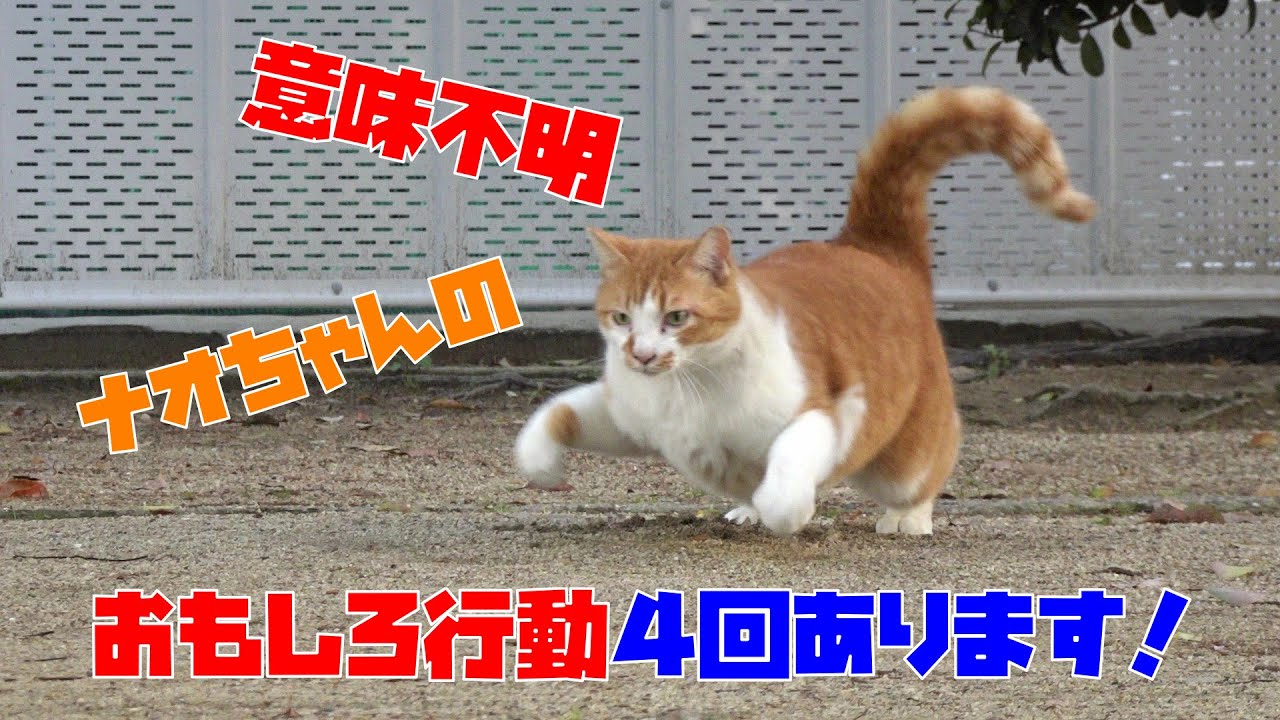 ナオちゃんの意味不明おもしろ行動４回あります！(公園のさくら猫)😍😻　It is a cat which lives in the park.