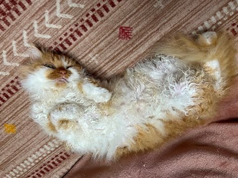 101th Cat's Daily Life La Perm siblings Kuu & Kai ／101回 ラパーマ兄弟の日常クウ(空)＆カイ(海)❤️💗🩷💖