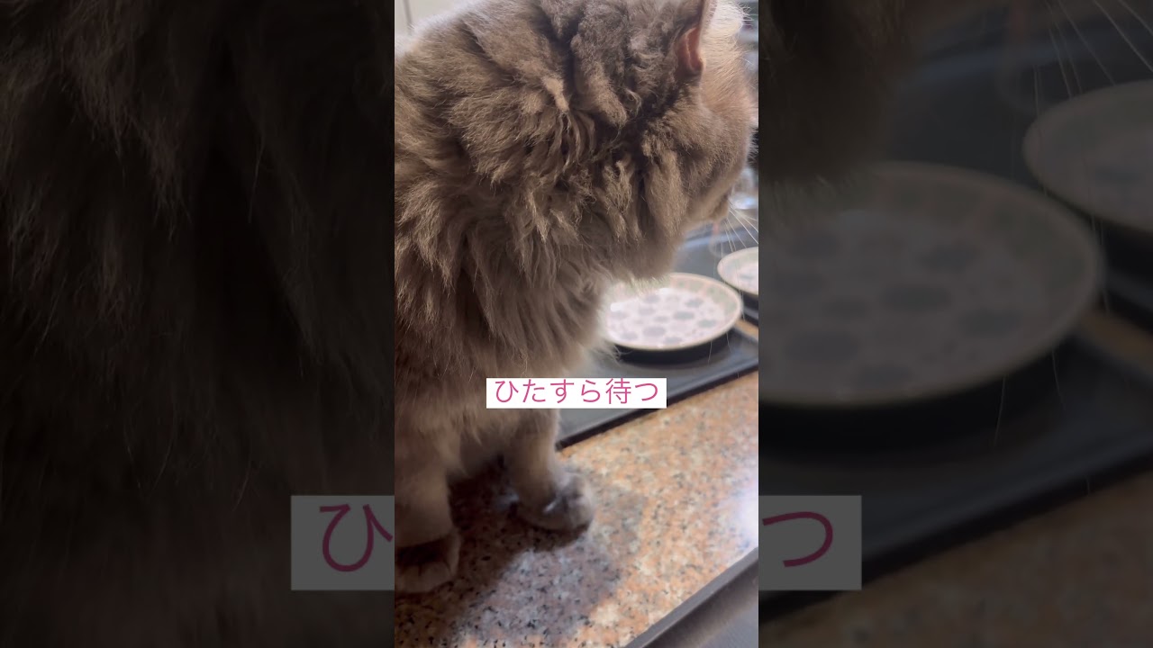 ネギトロ天国 #ねこ動画 #アメリカンカール #catvideosforcatstowatch