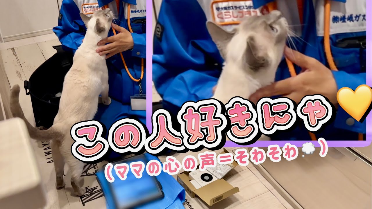 猫がスタッフさんに急接近…そのあとどうなる？【トンキニーズ】