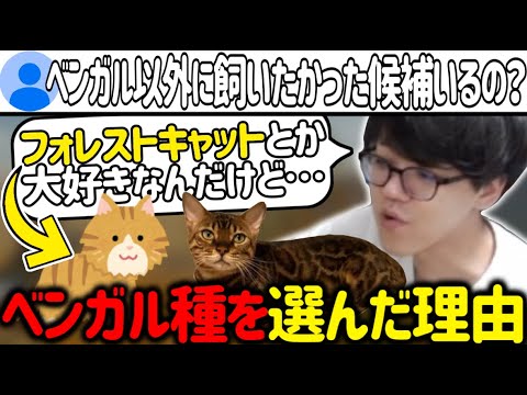 長毛種が好きだったのにベンガル猫を選んだ理由を話すよしなま【2025/05/23】